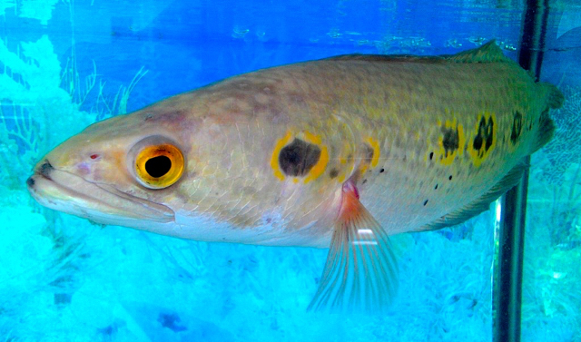 Serandang, salah satu ikan air tawar di Jambi, yang terancam punah. Foto: Yitno