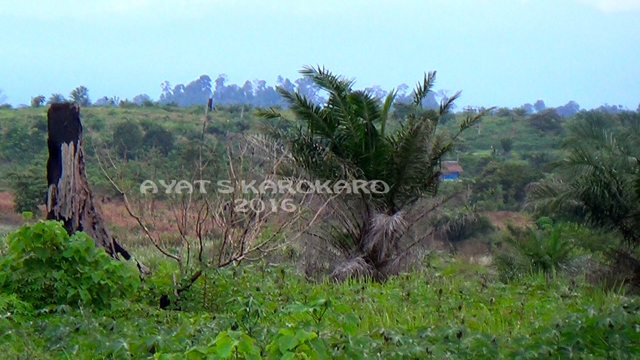 Pohon besar itu sudah hancur dan di sebelah ditanam pohon sawit. Foto: Ayat S Karokaro