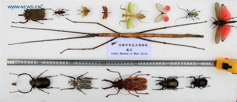 serangga terpanjang china perbandingan