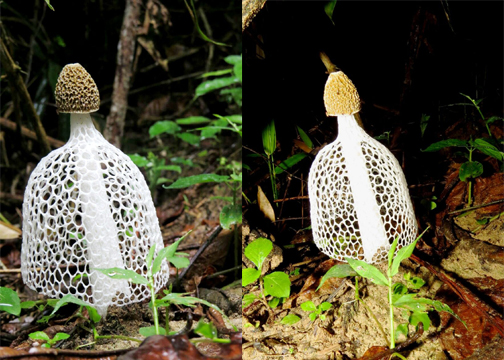 Jamur tudung pengantin (Phallus indusiatus) atau the bridal veil mushroom dengan bentuk unik dan sulit ditemukan di SM Rimbang Baling Sumatera oleh Tim KKL Unas Jakarta. Foto : Unas