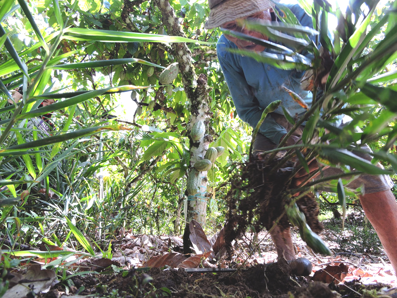 Rijawi Krama yang memanen jahe di antara pohon kakao. Foto: Christopel Paino