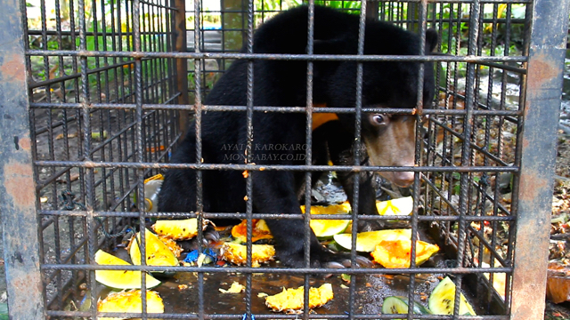 Beruang madu ini disita BKSDA dari penduduk. Foto: Ayat S Karokaro