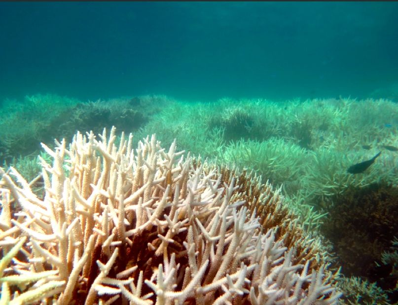Karang Acropora sp dalam hamparan luas yang mengalami pemutihan (coral bleaching) di perairan Sekotong, Lombok. Foto: Ofri Johan