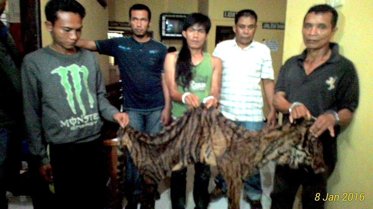 Pelaku bersama barang bukti kulit harimau sumatera, saat ditangkap tim PHS-KS dan Polres Mukomuko, 8 Januari 2016. Foto Dokumen KLHK