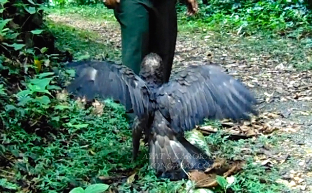 Saat dilepaskan dari kandang yang mengurung bertahun tahun, elang hitam ini belum mau terbang, hingga perlu pelatihan lagi agar naluri liar kembali. Foto: Ayat S Karokaro
