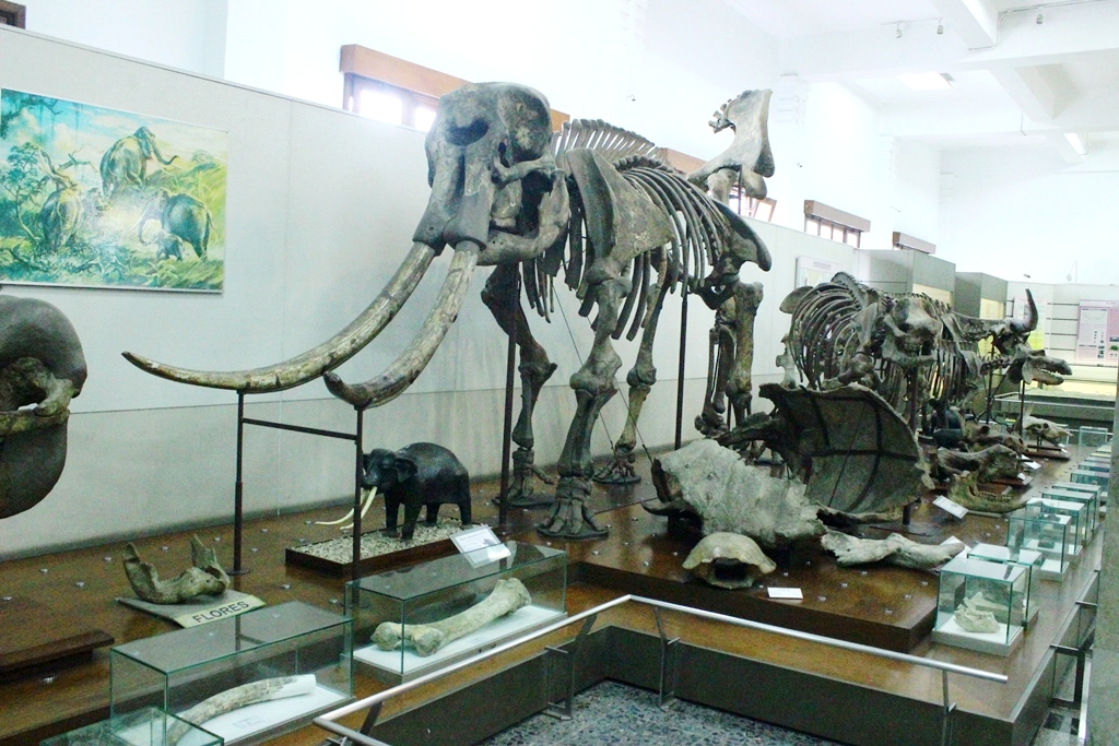 Fosil gajah purba Stegodon floresis dan koleksi fosil musieum Geologi Bandung. Foto : Donny Iqbal 