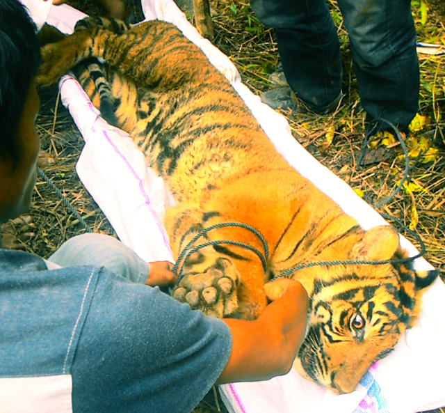 Harimau sesaat setelah evakuasi pelepasan jerat. Foto: Vinolia