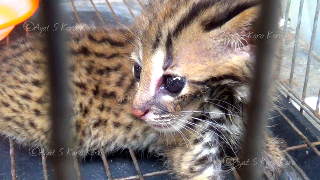 Dalam kandang sementara inilah bayi macan akar ini melanjutkan hidup sebelum benar-benar siap dilepaskan ke alam. Foto: Ayat S Karokaro