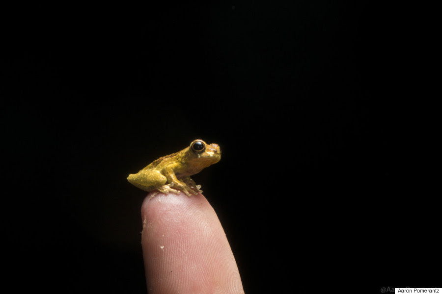 Dendropsophus minutus di ujung jari