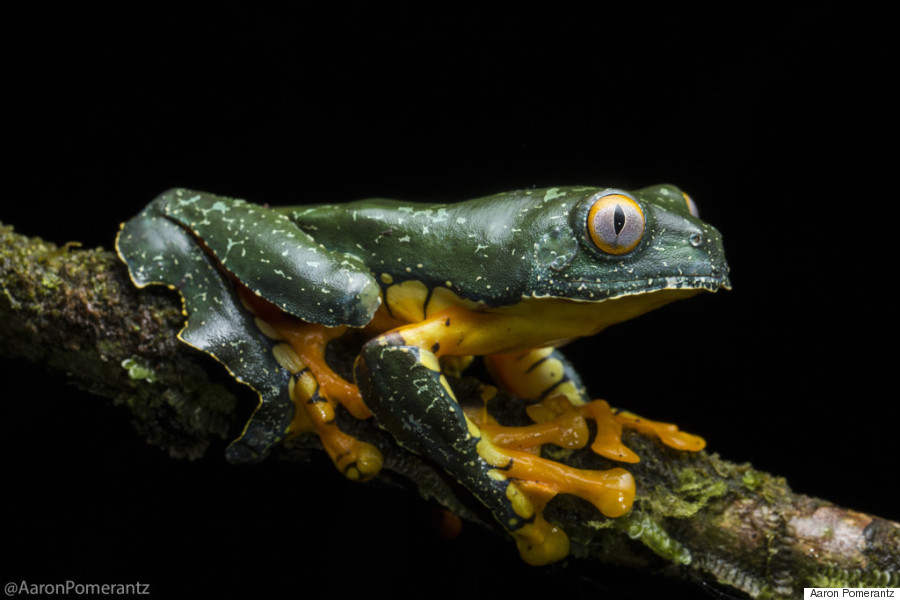Katak pohon berumbai daun (Cruziohyla craspedopus) adalah salah satu amfibi paling mengagumkan di Ekuador