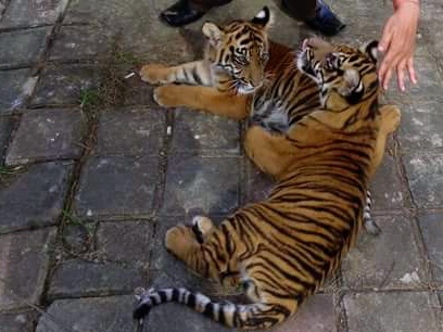 harimau mati1-Sarinah dan Thamrin saat masih hidup. Foto dokter hewan Idham fahmi