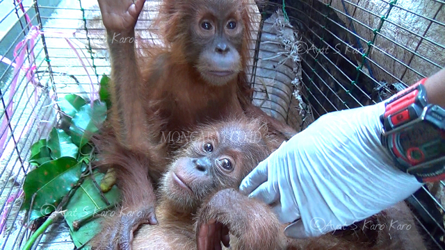 Anak orangutan Sumatera ini disita dari dua pelaku perdagangan satwa saat membawanya dari Aceh Selatan dan akan dijual di Medan. Foto: Ayat S Karokaro