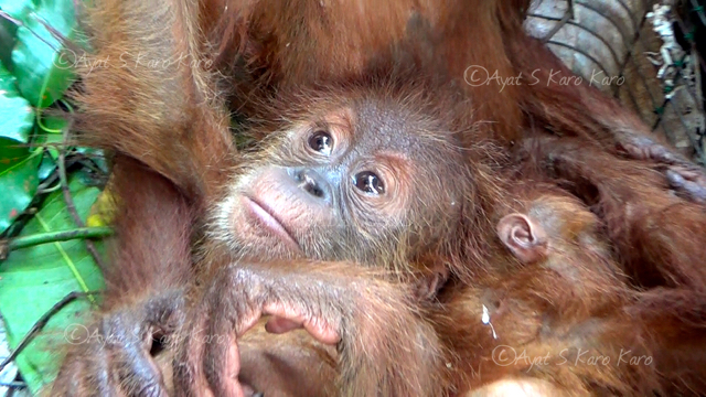 orangutan baru5-Diduga anak ORangutan Sumatera ini diburu dari kawasan TNGL dan diperjualbelikan jaringan perdagangan satwa hingga ke luar negeri (Ayat S Karokaro)