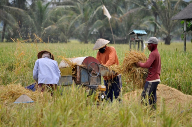 Petani di Desa Kertabuana yang memanen padinya. Sebagian besar lahan pertanian di desa ini sudah beralih menjadi areal tambang. Foto: Yustinus S.Hardjanto