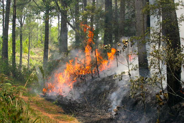 api batak6-KSPPM mencatat setidaknya ada 2000 hektar lahan di Tano Batak yang berdekatan dengan kawasan Danau Toba terbakar (Ayat S Karokaro)