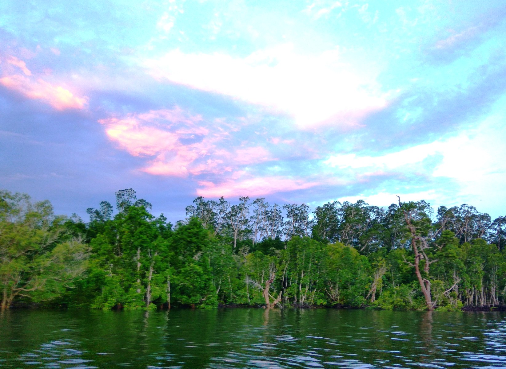 Hutan mangrove di Teluk Arguni Kaimana Papua Barat. Menurut Conservation Internasional (CI) Indonesia, mangrove berperan penting sebagai stok karbon GRK untuk mengatasi perubahan iklim dan berperan ekologis yang menguntungkan secara ekonomis. Foto : M Ambari