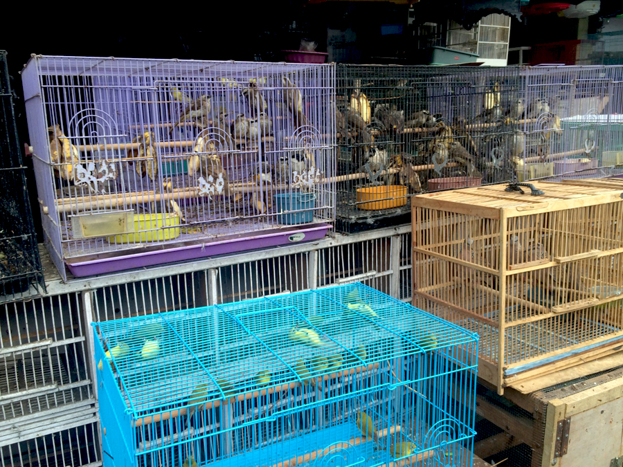 Ragam jenis burung yang dijual di pasar burung yang nyatanya diambil dari alam. Foto: Heru Cahyono/TRAFFIC