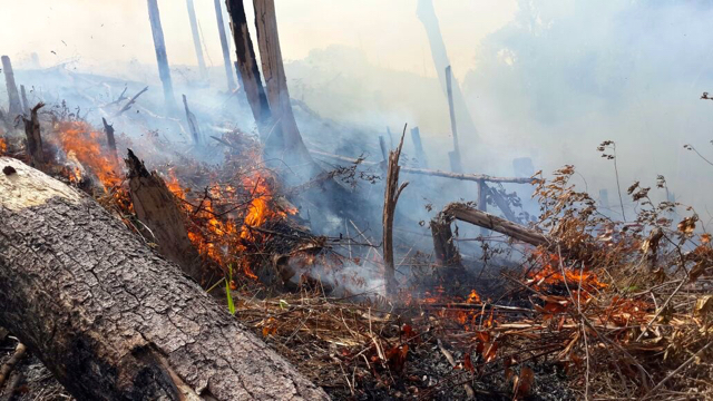 Hutandi Mapat Tunggul Selatan, Pasaman, yang terbakar sejak Minggu malam. Foto: Yulisman