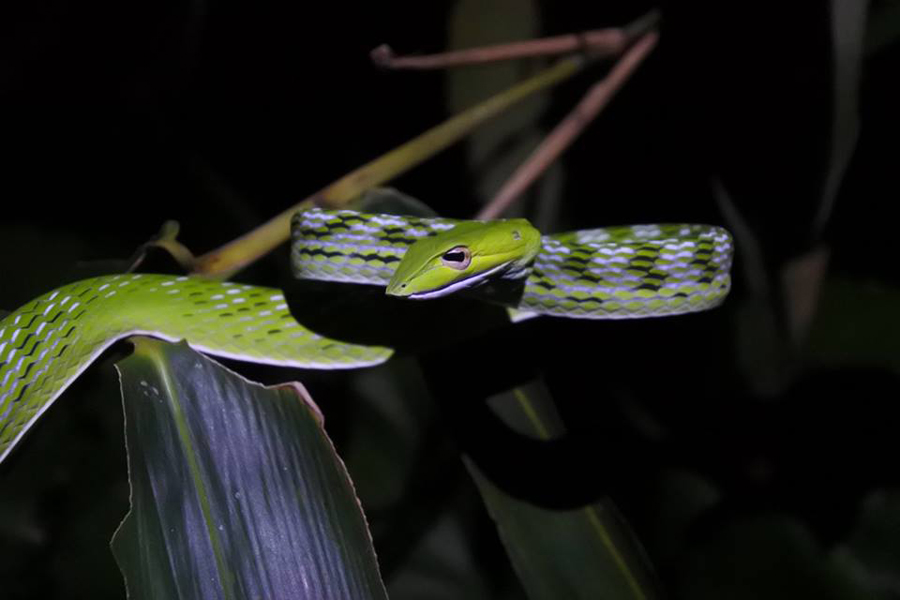 Ular pucuk (Ahaetulla prasina) yang habitatnya di hutan primer dan sekunder dataran rendah, semak, kebun, dan taman sekitar rumah. Foto: Ciliwung Reptile Center