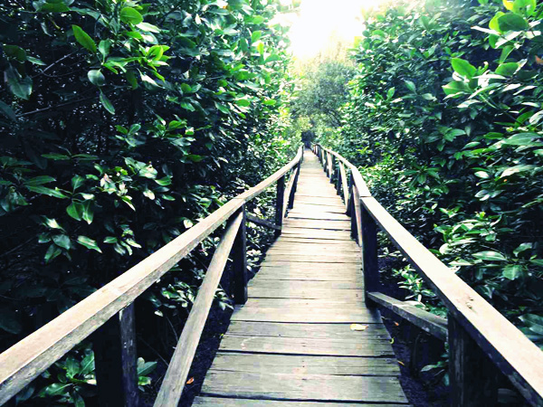 Jembata kayu ulin yang menjadi penghubung daerah wisata hutan mangrove Margomulyo. Foto: Christopel Paino