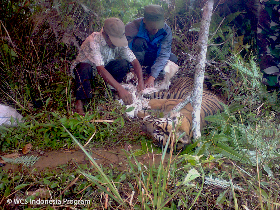 Peranan dokter hewan di daerah sangat dibutuhkan untuk menangani kasus harimau sakit maupun menolong harimau yang terluka akibat konflik dengan manusia. Foto: WCS-IP