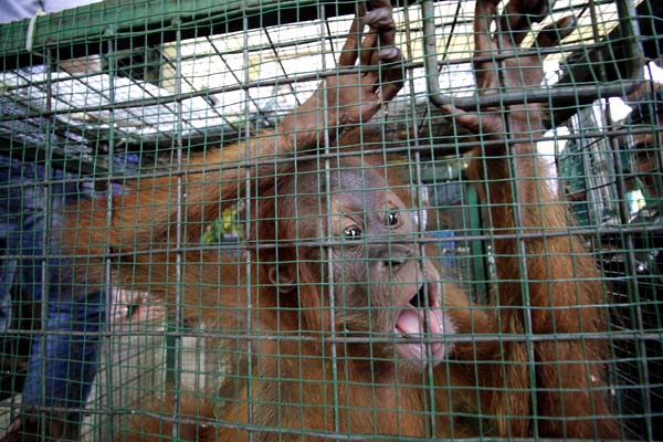 Selain kerusakan habitat, perburuan merupakan ancaman nyata yang membayangi nasib orangutan sumatera. Foto: Junaidi Hanafiah