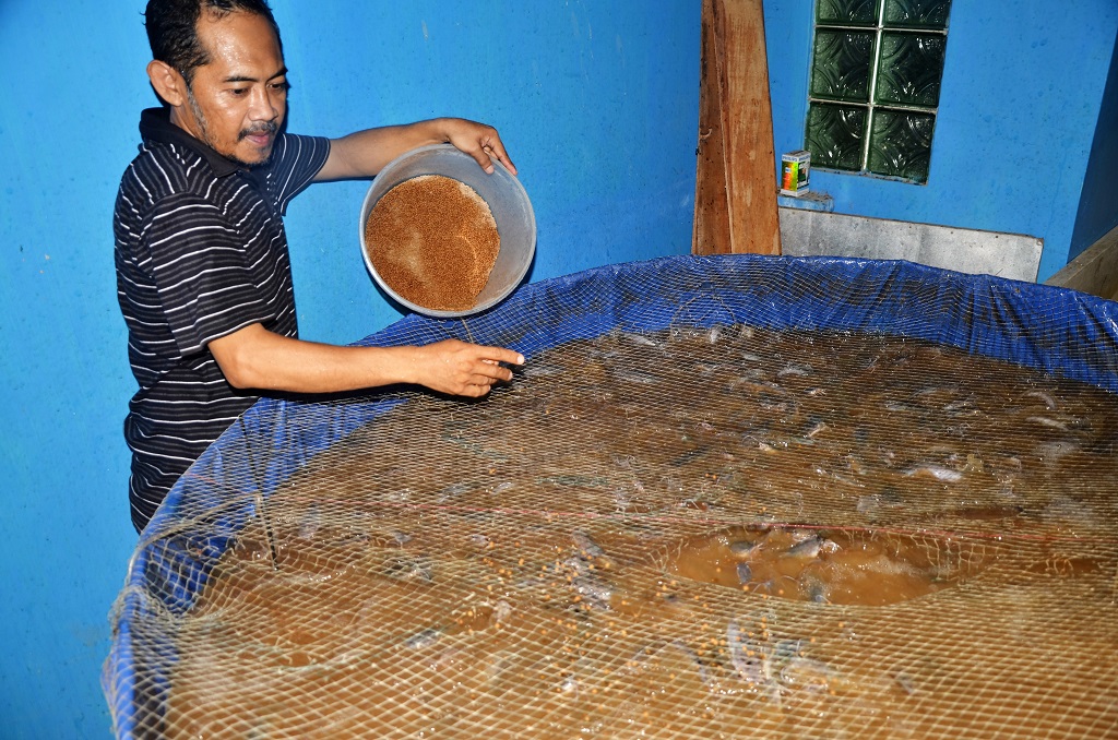 Syamsul Mansur, pembudidaya ikan di Kelurahan Barombong, Kecamatan Tamalate, Makassar, Sulsel, mulai mencoba budidaya ikan lele metode bioflok ini di pekarangan rumah. Kelebihannya karena tidak meninggalkan bau seperti halnya budidaya lele secara konvensional. Foto: Wahyu Chandra.