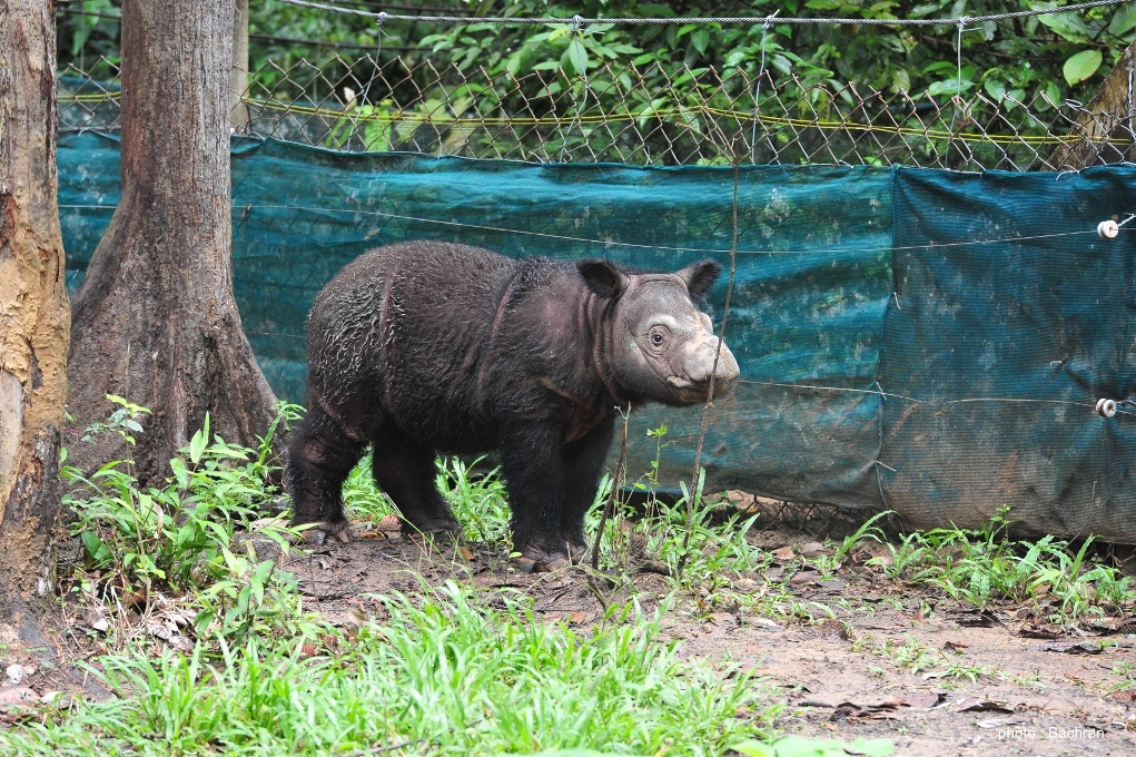 Delilah yang memberi harapan bagi pertambahan populasi badak sumatera. Foto: Bachran/YABI