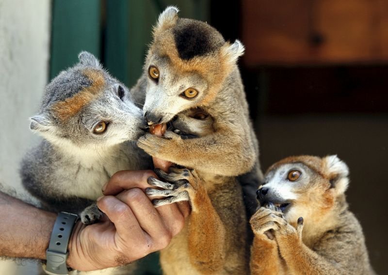 Lemur in Luzon | Reuters