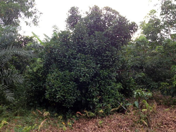 Pohon kopi liberika yang ditanam ditanam di kebun warga Desa Nusantara, Air Sugihan, OKI, Sumatera Selatan. Foto: Taufik Wijaya 