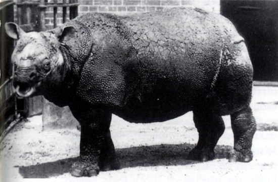 Badak jawa yang berada di London Zoo pada Maret 1874 hingga Januari 1885
