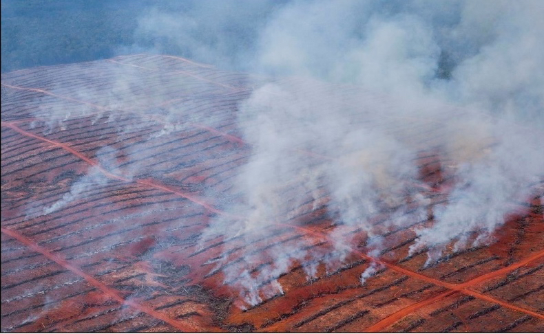 Kebakaran di lahan PT Berkat Cipta Abadi (Korindo Group) pada 26 March 2013. Terlihat yang terbakar itu pada stacking. ©Ardiles Rante/Greenpeace 