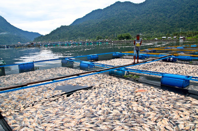 Jutaan ikan mati di keramba jala apung di Danau Maninjau, dibiarkan mengapung dan membusuk. Selain pencemaran pakan, bangkai-bangkai ikan ini ikut mencemari danau. Foto: Vinolia