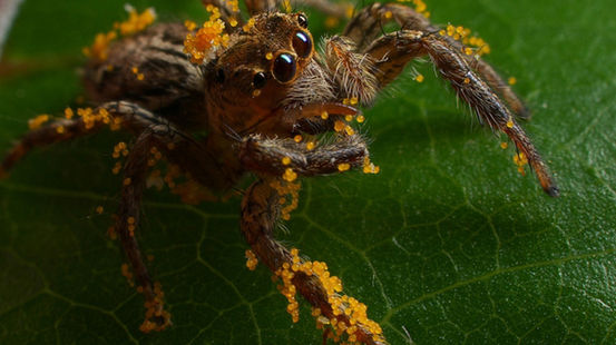Jumping spider. Foto: Nick Hobgood, University of South Pacific