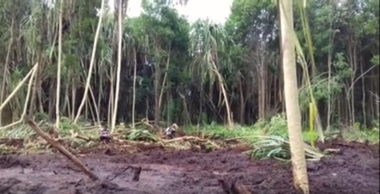 Hutan gambut yang terbabat. Foto dari video JMGR