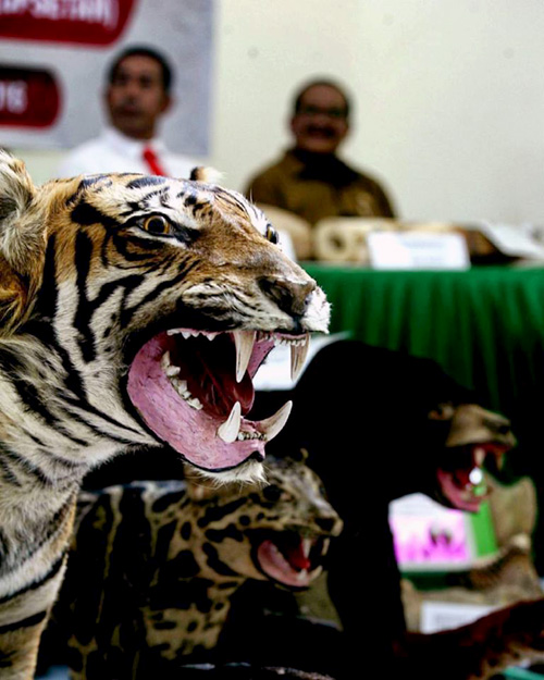 Perburuan harimau sumatera tetap terjadi dikarenakan permintaan yang tinggi dari pasar gelap baik dalam bentuk awetan maupun organ tubuh. Foto: Junaidi Hanafiah
