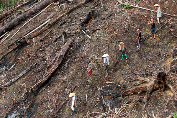 Beginilah tradisi kegotong-royongan masyarakat Iban Sungai Utik ketika menugal (menanam) padi di ladang yang sudah dibakar. Foto: Andi Fachrizal