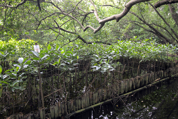 Mangrove yang memiliki fungsi penting, salah satunya menahan abrasi pantai. Foto: Junaidi Hanafiah 