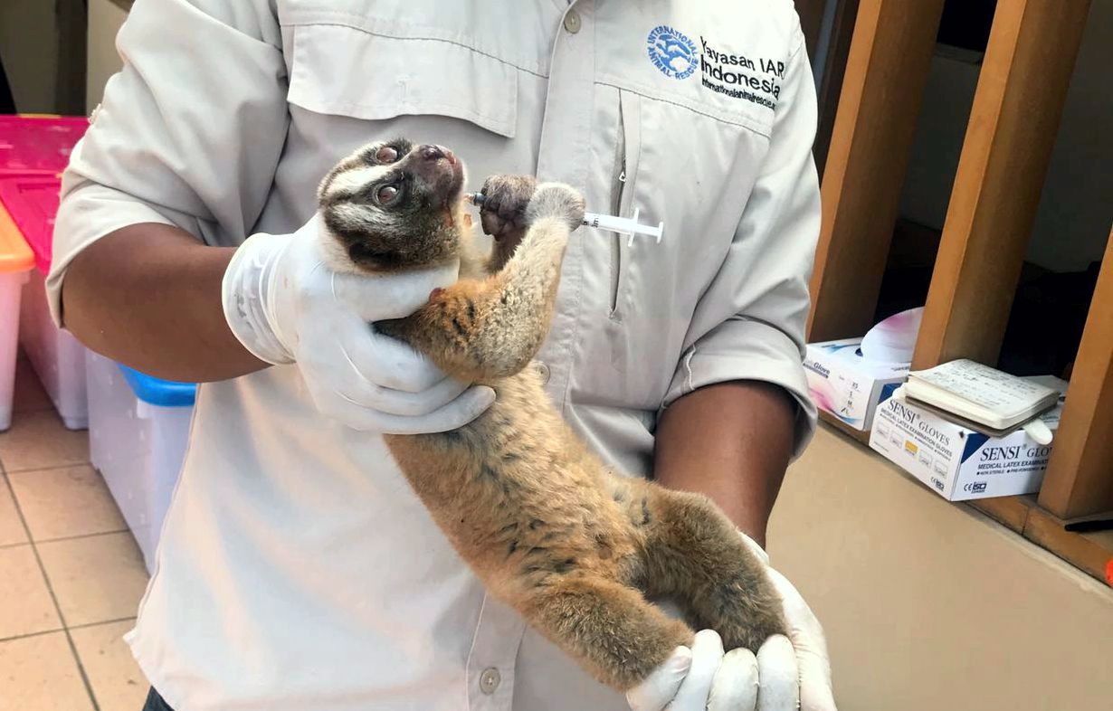 kukang jawa (Nycticebus javanicus) yang disita dari penyelundup mengalami stres dan sudah dilakukan proses Rehabilitasi di Pusat Penyelamatan dan Rehabilitasi Satwa International Animal Rescue (IAR) Indonesia, di Bogor. Foto : Humas Polda Jabar.