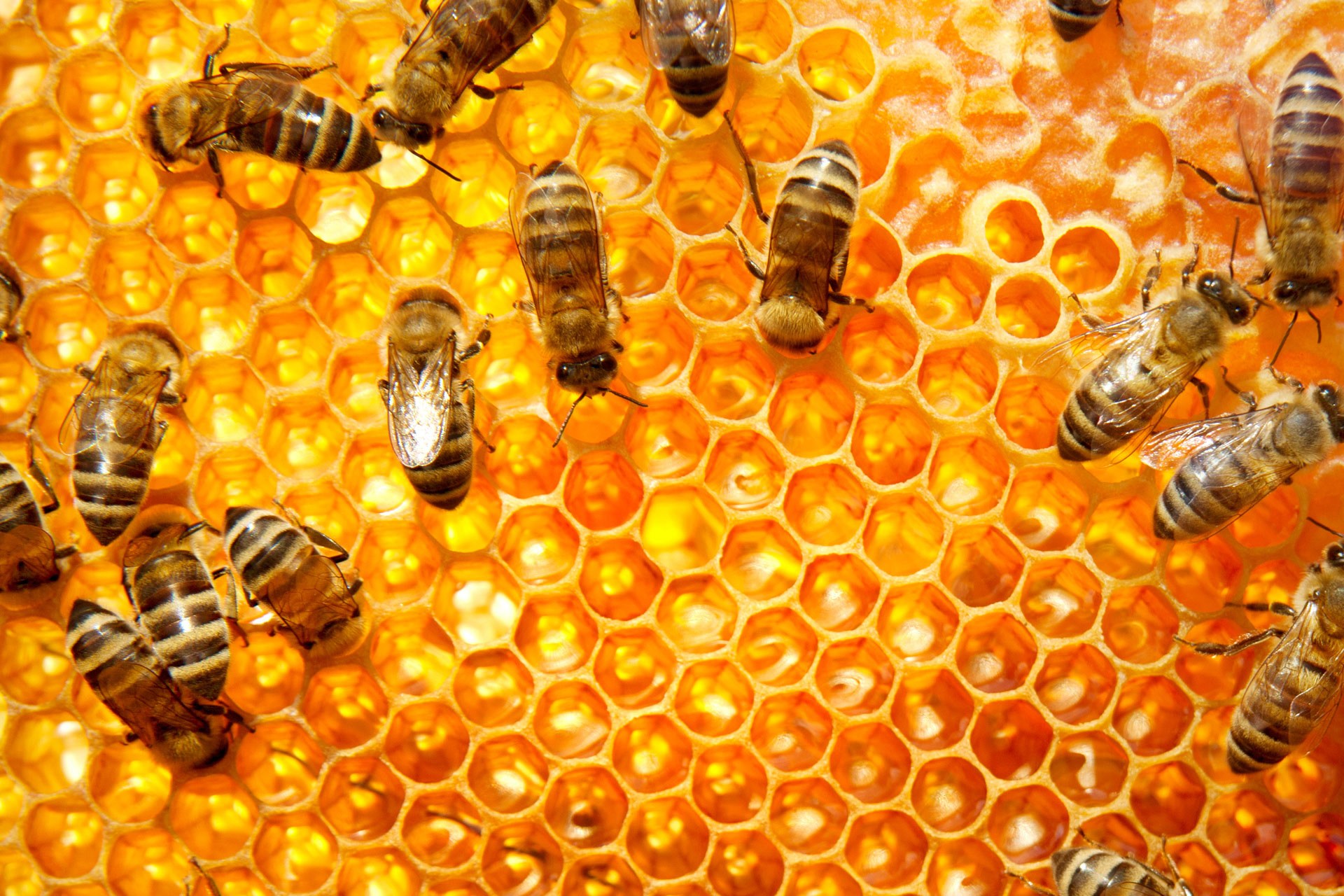 lebah dalam sarang madu. Foto : aonecarepest.com