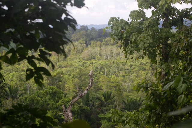 Hutan di Saibi, SIberut. Foto: Rachmadi