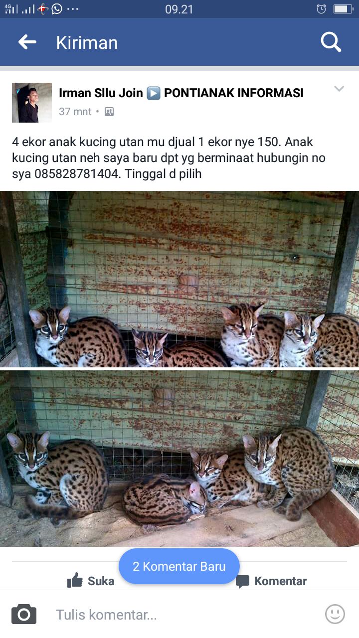 Kucing hutan yang ditawarkan secara online oleh Asman. Foto: akun Facebook Irman Sllu Join