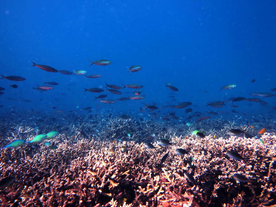 Ikan dan terumbu karang yang ditemukan di perairan Puru Kambera di Sumba Timur, Nusa Tenggara Timur. Foto : Wisuda