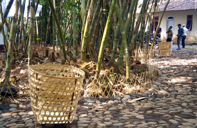 Rumpun bambu dan keranjang bambu. Foto: Nuswantoro