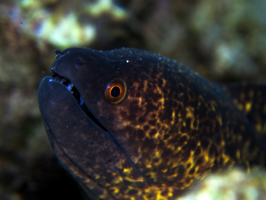 Moray eel yang ditemukan di perairan Puru Kambera di Sumba Timur, Nusa Tenggara Timur. Foto : Wisuda