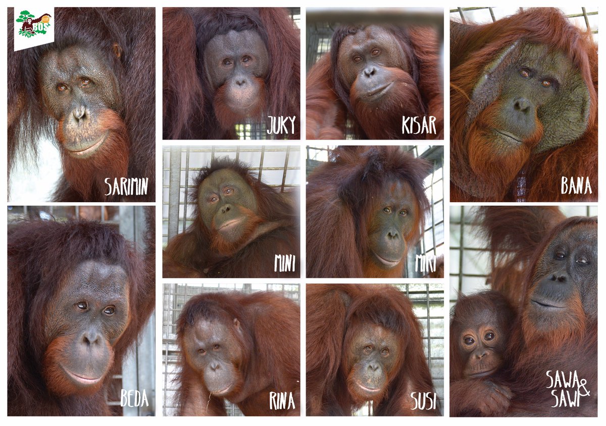 11 kandidat orangutan yang dilepasliarkan di TN Bukit Baka Bukit Raya. Foto: BOSF