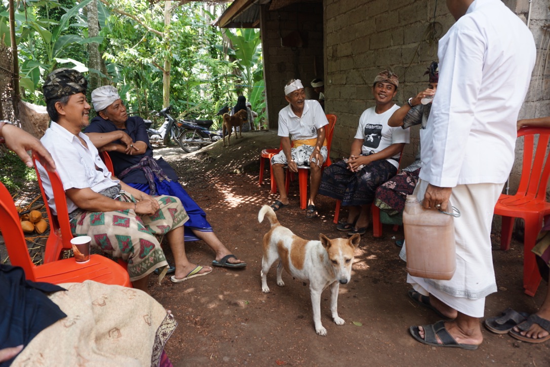Anjing menjadi bagian dari hidup warga Bali. Tetapi populasi anjing di Bali sudah berlebihan, salah satunya karena warga Bali yang tidak disiplin dan peduli. Foto: Anton Muhajir 