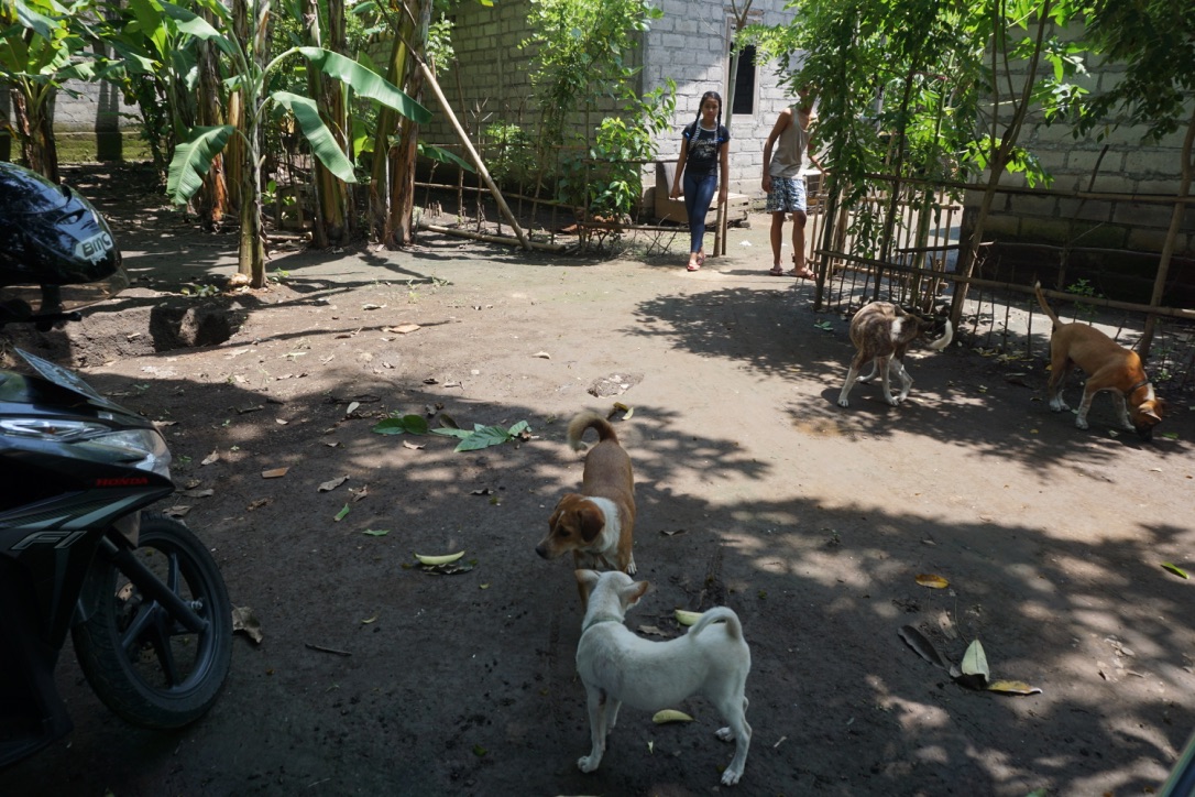Belasan anjing menyambut tiap orang yang datang ke rumah Dewi (12 thn) di Desa Mas, Kecamatan Sukawati, Gianyar, Bali. Dewi pernah menyelamatkan dan memelihara sekaligus 40 anjing terlantar. Foto : Anton Muhajir