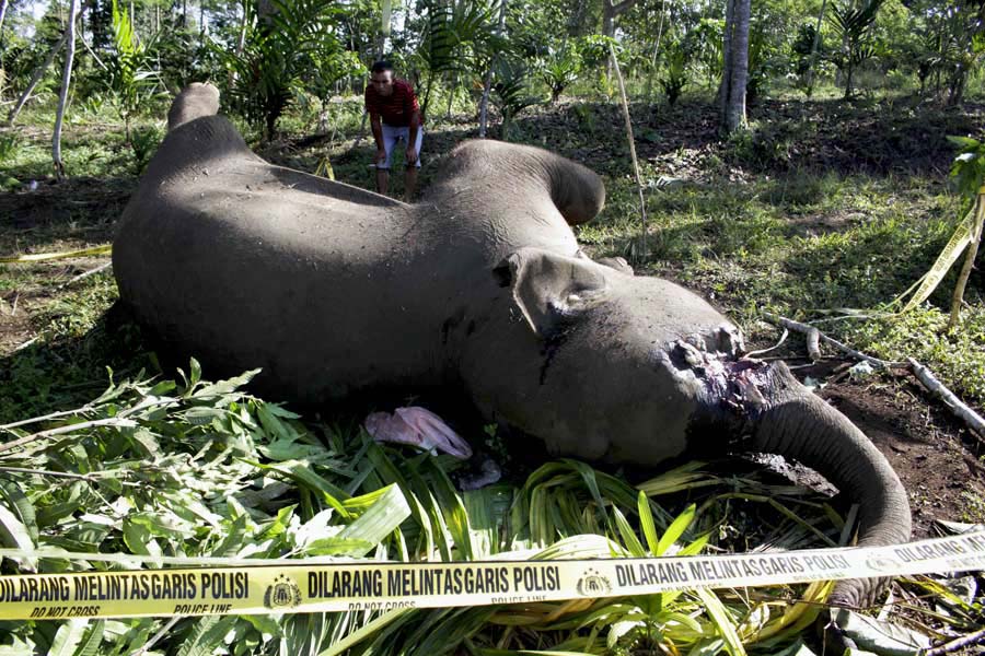 Gajah sumatera ini ditemukan mati keracunan di kebun masyarakat di Desa Karang Ampar, Kecamatan Ketol, Kabupaten Aceh Tengah, Aceh. Foto: Junaidi Hanafiah