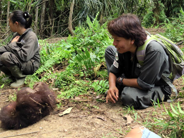 Merawat orangutan merupakan kebahagiaan tiada tara bagi Wiwik Astuti. Foto: BOSF
